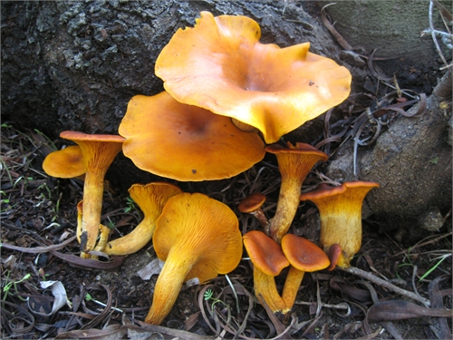 Omphalotus olearius